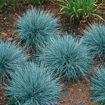 Фестука глаука декоративні трави, Festuca glauca