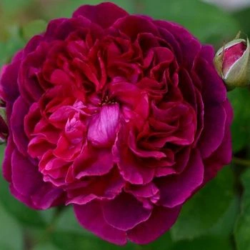 Саженцы Яскрава Роза английская Вильям Шекспир (William Shakespeare) (34428)