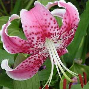 Цибулини Яскрава Лілія звисаюча Speciosum Rubrum (17779) (1шт)