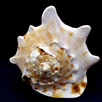 Морские раковины Кассис Корнута CASSIS CORNUTA размер *6* высота 16.5 см