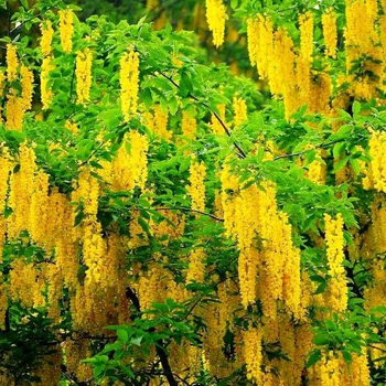 Бобівник Золотий дощ дорослі саджанці в контейнерах Laburnum