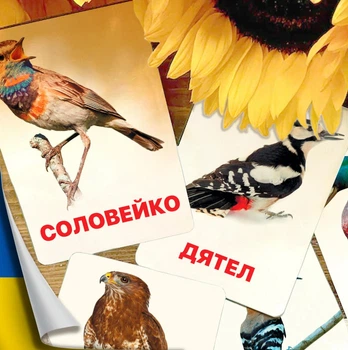 Картки Домана ''Птахи наших лісів'' українською мовою, у наборі 16 карток