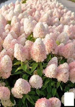 Гортензія хуртовина 2-х річна "Magical Sweet Summer" висота саджанця 20-30см (176632)