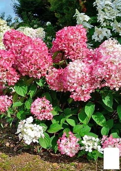 Гортензія 3-х річка хуртовина "Pink Diamond" (176643)