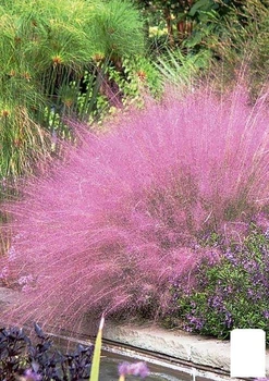 Мюленбергия "Muhlenbergia capillaris" вазон С2 (156543)