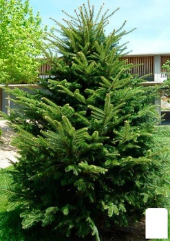 Пихта Белая (Abies Alba) горшок P9 (176499)