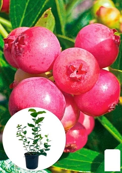 Голубика (чорниця садова) 2 роки "Пінк Лімонад" (Pink Iemonade) С1.5 висота 40-50см (177072)
