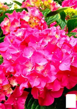 Гортензія крупнолиста рожево-червона "Сітілайн Париж" (Hydrangea macrophylla Cityline Paris) (177064)