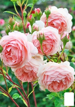 Роза английская "The Alnwick Rose" (саженец класса АА+) высший сорт (37123)