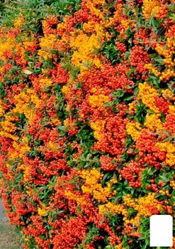 Пираканта (живая изгородь) "Orange Charmer" (178727)