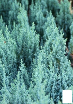 Можжевельник горизонтальный "Блю Форест" (Blue Forest) горшок P9 (155473)