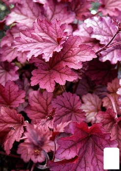 Гейхера (Heuchera) "Berry Smoothie" С1 (высота 15-30см) (154087)