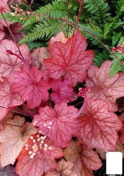 Гейхера (Heuchera) "Georgia Peach" С1 (высота 15-30см) (154091)
