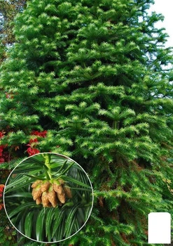 Кунингамия ланцетовидная (Cunninghamia lanceolata) (153880)