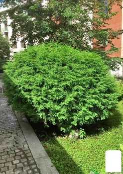 Туя западная "Globosa" С2, высота 25-30см (176866)