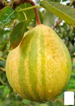 Азіатська груша "Писанка" (смугаста, солодкий з пряними нотками сорт) (175149)