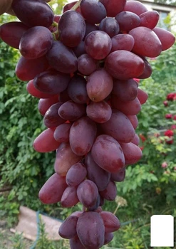 Виноград "Гусар" (ранний, крупный, сочная хрустящая ягода) (153868)