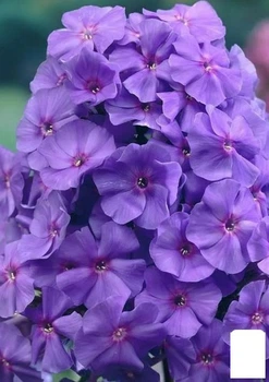 Флокс багаторічний "Amethyst" (176312)