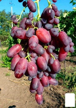 Виноград "КарМаКод" (ранний срок созревания) (20048)