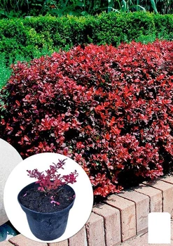 Барбарис Тунберга 3-х річний "Atropurpurea Nana" С3, висота саджанця від 25см (175131)