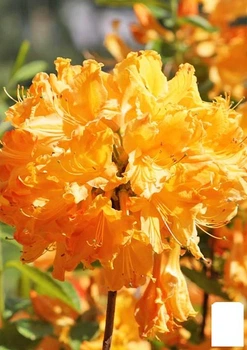 Азалия (рододендрон гибридный) "Golden Lights" (177742)