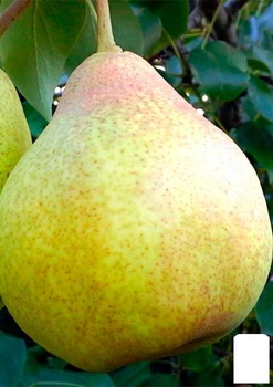 Груша "Вера" (зимний сорт, поздний срок созревания) (177318)
