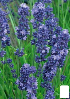 Лаванда Гибридная Sentivia "Blue Scent" (133757)