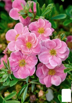 Лапчатка Кустарниковая "Pink Beauty" (178645)