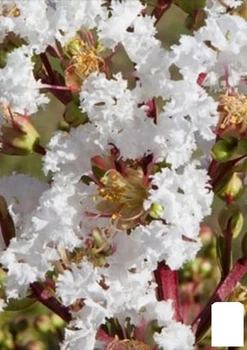 Лагерстремия индийская сирень "With Love Virgin" (Lagerstroemia indica With Love Virgin) (157316)