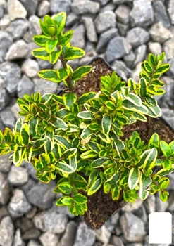Жимолість шапочна "Lemon Beauty" (Декоративна, кущова) (178086)