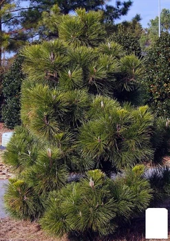 Сосна Тунберга 3-х летняя "Pinus Thunbergii" С1,5, высота 40-50см (подходит для бонсай) (176349)