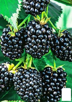 Ежевика "Дирксен Торнлесс" (Rubus fruticosus "DirksenThornless") Нидерланды, вазон П9 (178890)