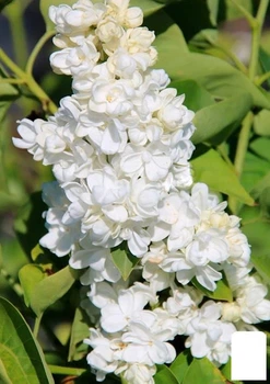 Сирень инвитро "Принцесса Клементина" (Syringa vulgaris "Princesse Clementine") вазон С1,5 (159180)