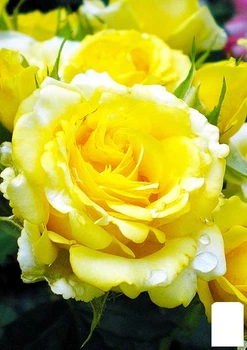 Роза флорибунда "Golden Border" (саженец класса АА+) высший сорт (177028)