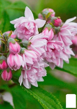 Дейція гібридна "Pink Pom-Pom" (177266)