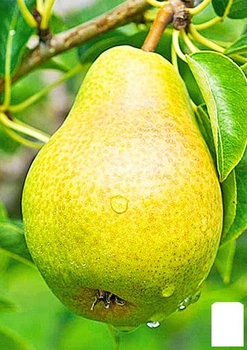 Груша "Христианка" (зимний сорт, поздний срок созревания) (178399)
