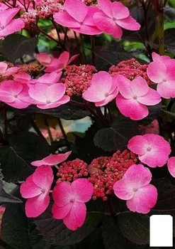 Гортензия пильчатая "Daredevil" (Hydrangea serrata ‘Daredevil’) (156391)