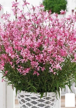 Гаура Gambit "Compact Pink" (эффектный многолетник) (155471)