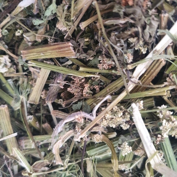 Бедренец камнеломковый трава сушеная 100 г