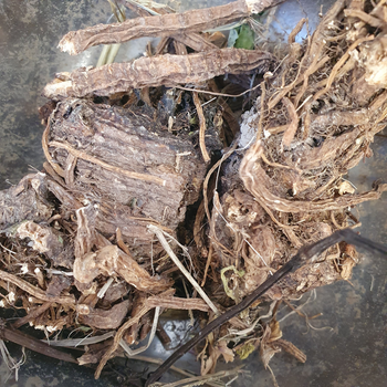 Борщевик сибирский корень сушеный 100 г