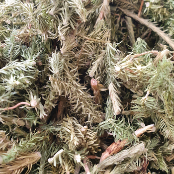 Баранец-плаун трава сушеная 100 г