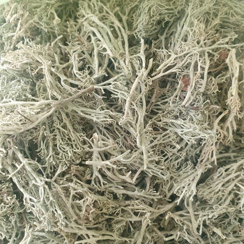 Ягель/олений мох сушеный 100 г
