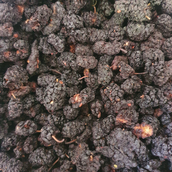 Шовковиця чорна сушені ягоди/плоди сушені 100 г