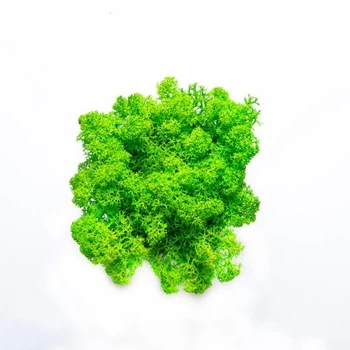 Мох ягель стабилизированный цвет Grass Green Light 79 - 15 г. (2296)