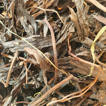 Венерин башмачок звичайний трава 100 г
