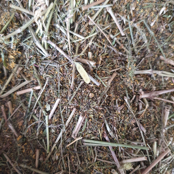 Підмаренник справжній/підмаренник жовтий трава сушена 100 г