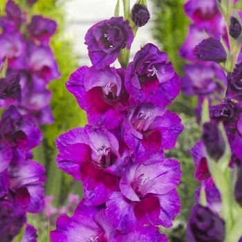 Гладіолус Alfafa Бордовий, Бузковий Florium (205190)