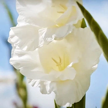Гладіолус Bako Білий, бежевий, кремовий Florium (205225)