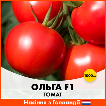 Голландские семена Hazera Томат Ольга F1 1000 шт