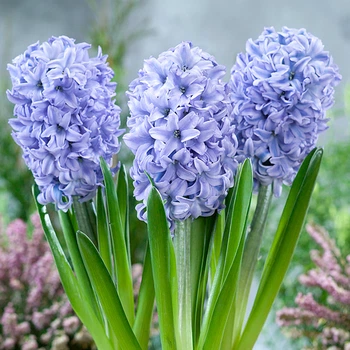 Луковицы Яскрава Гиацинт горшечный Blue Eyes (31128) (2шт)